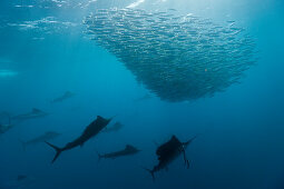 Atlantische Faecherfische jagen Sardinen, Istiophorus albicans, Isla Mujeres, Halbinsel Yucatan, Karibik, Mexiko