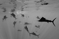 Atlantische Faecherfische jagen Sardinen, Istiophorus albicans, Isla Mujeres, Halbinsel Yucatan, Karibik, Mexiko; World Press Award 2011: "2nd Prize Nature Single"