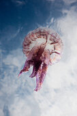 Mauve Stinger Jellyfish, Pelagia noctiluca, Cap de Creus, Costa Brava, Spain