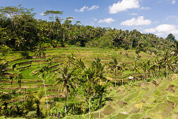 Ricefields of Tegalalang, Oryza, Bali, Indonesia