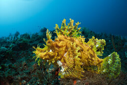 Gelber Algen-Schluckspecht, Rhinopias frondosa, Alam Batu, Bali, Indonesien