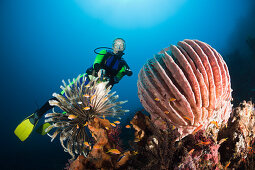 Scuba Diving at Bali, Alam Batu, Bali, Indonesia