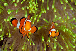 Clown Anemonefish, Amphiprion percula, Alam Batu, Bali, Indonesia