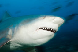 Bull Shark, Carcharhinus leucas, Beqa Lagoon, Viti Levu, Fiji