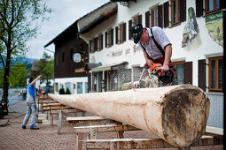 Men sawing a tree, Erection of Maypole, Sindelsdorf, Weilheim-Schongau, Bavarian Oberland, Upper Bavaria, Bavaria, Germany