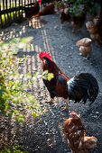 Cock and Hen, Sindelsdorf, Weilheim-Schongau, Bavarian Oberland, Upper Bavaria, Bavaria, Germany