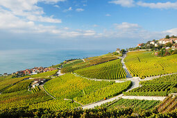 Weinberge mit Gemeinde Rivaz und Genfer See, Genfer See, Weinberge von Lavaux, UNESCO Welterbe Weinbergterrassen von Lavaux, Waadtland, Schweiz, Europa