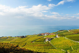 Weinberge mit Gemeinde Rivaz und Genfer See, Genfer See, Weinberge von Lavaux, UNESCO Welterbe Weinbergterrassen von Lavaux, Waadtland, Schweiz, Europa