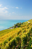 Weinberge mit Genfer See, Genfer See, Weinberge von Lavaux, UNESCO Welterbe Weinbergterrassen von Lavaux, Waadtland, Schweiz, Europa