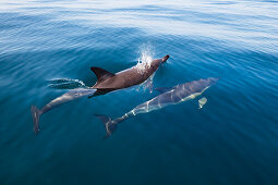 Common dolphins, Delphinus delphis, in the Atlantic ocean off the Algarve coast, Portugal, Europe