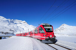 Zug der Rhätische Bahn fährt über Brücke durch Winterlandschaft von St. Moritz zum Berninapass, UNESCO Weltkulturerbe Rhätische Bahn, Rhätische Bahn, Albula-Bernina-Linie, Berninabahn, Berninagruppe, Oberengadin, Engadin, Graubünden, Schweiz, Europa