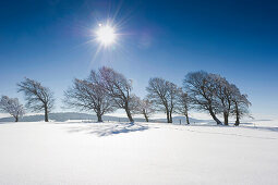 Schneebedeckte Buchen auf dem Schauinsland, Freiburg im Breisgau, Schwarzwald, Baden-Württemberg, Deutschland