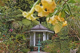 Blossoms of Datura arborea in the garden of the creole maison Folio, Hell-Bourg, La Reunion, Indian Ocean