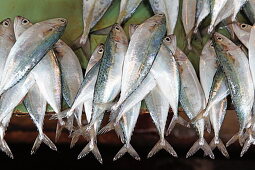 Fishes at fish monger at Darajani Market, Stonetown, Zanzibar City, Zanzibar, Tanzania, Africa