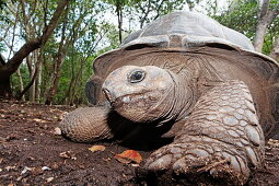 Riesenschildkröte im Riesenschildkröten-Park auf Changu Island, Prison island, Sansibar, Tansania, Afrika
