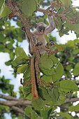 Zanzibar Red Colobus on a tree at Jozani Forest, Zanzibar, Tanzania, Africa