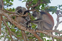 Zanzibar Red Colobus on a tree at Jozani Forest, Zanzibar, Tanzania, Africa