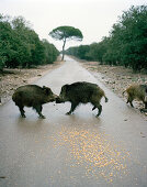 Wildschweine im Steineichenwald der Finca Arzuaga, nahe Quintanilla, Kastilien-León, Spanien