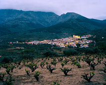 Weinfelder von San Esteban de Valle, unter Massiv Oriental, südliche Sierra de Gredos, Kastilien-León, Spanien