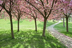 Cherry trees in full blossom at Seepark, Freiburg im Breisgau, Baden-Wuerttemberg, Germany, Europe