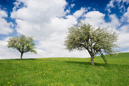 Blühende Apfelbäume im Dreisamtal unter weissen Wolken, Baden-Württemberg, Deutschland, Europa