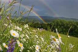 View over flower meadow to rainbow, near Freiburg im Breisgau, Black Forest, Baden-Wurttemberg, Germany
