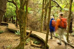 Brettersteg im Regenwald des Lilly Pilly Gully, Wilsons Promontory National Park, Victoria, Australien