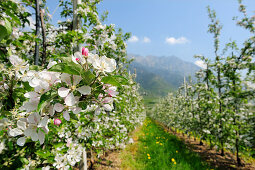 Apple trees in blossom, mountains in background, Partschins, Vinschgau, South Tyrol, Italy, Europe