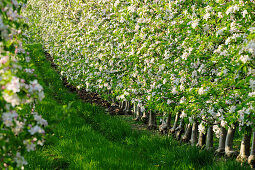Reihen mit blühenden Apfelbäumen, Vinschgau, Südtirol, Italien, Europa
