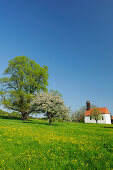 Chapel on flower meadow with fruit trees in blossom, Upper Bavaria, Bavaria, Germany