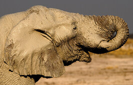 Portrait of an elephant, Etosha National Park, Namibia, Africa