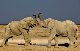 Kämpfende Elefanten im Etosha Nationalpark, Namibia, Afrika