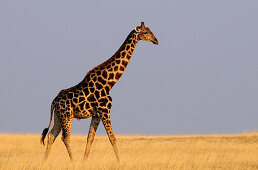 Giraffe at the steppe, Etosha National Park, Namibia, Africa