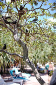 Black Noddy Terns in a tree at the Heron Island Resort, western Heron Island, Great Barrier Reef Marine Park, UNESCO World Heritage Site, Queensland, Australia