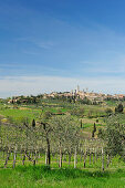 View over vineyards to old town of San Gimignano, Tuscany, Italy