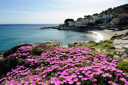 Pinkfarbene Mittagsblumen über Mittelmeerbucht, Strand und Dorf im Hintergrund, Seccheto, Westküste Insel Elba, Mittelmeer, Toskana, Italien