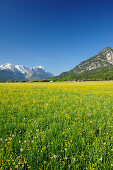 Meadow with flowers in front of Garmisch-Partenkirchen with Alpspitze, Zugspitze and Kramerspitze in the background, Farchant, Garmisch-Partenkirchen, Wetterstein range, Werdenfels, Upper Bavaria, Bavaria, Germany, Europe