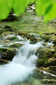 Fließender Bach eingerahmt von grünem Laub, Wendelsteinregion, Bayerische Voralpen, Oberbayern, Bayern, Deutschland, Europa