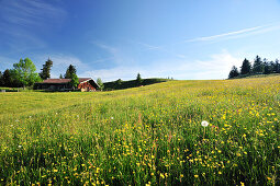 Flower meadow with alpine hut, Wendelstein range, Bavarian foothills, Upper Bavaria, Bavaria, Germany, Europe