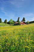 Flower meadow and alpine hut, Breitenstein in the background, Wendelstein range, Bavarian foothills, Upper Bavaria, Bavaria, Germany, Europe