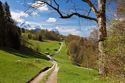 Weg nach Wamberg, Wettersteingebirge mit Alpspitze, Zugspitze und Waxenstein im Hintergrund, Werdenfelser Land, Oberbayern, Deutschland