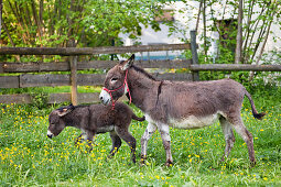 Donkey with foal on a meadow, Bavaria, Germany