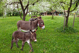 Esel mit Fohlen in einem Obstgarten, Bayern, Deutschland