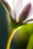 Flower, close-up of peduncle and sepal