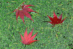 Red Autumn Leaves Floating in Pond of Algae