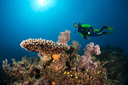 Scuba Diver over Coral Reef, Wakaya, Lomaiviti, Fiji