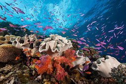 Anthias over Coral Reef, Luzonichthys whitleyi, Pseudanthias squamipinnis, Makogai, Lomaviti, Fiji