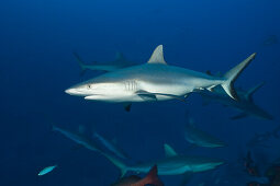 Group of Grey Reef Sharks, Carcharhinus amblyrhynchos, Nagali, Fiji