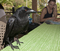 Kraehe stibitzt Essen in Ausflugslokal, Corvus sp., Nationalpark Los Haitises, Dominikanische Republik