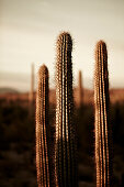 Seguaro Cactus, Sonoran Desert, Arizona, USA